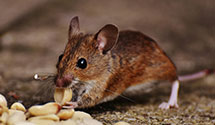 24 Hour & Emergency Exterminators in Zia Pueblo, NM